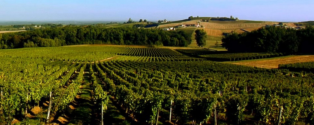 Vignes dans le Bordelais Vignes dans le Bordelais